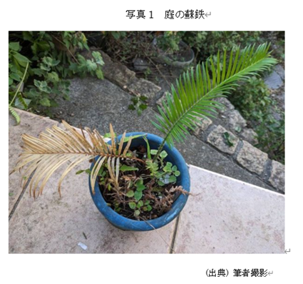 �@�ʐ^1�@��̑h�S  